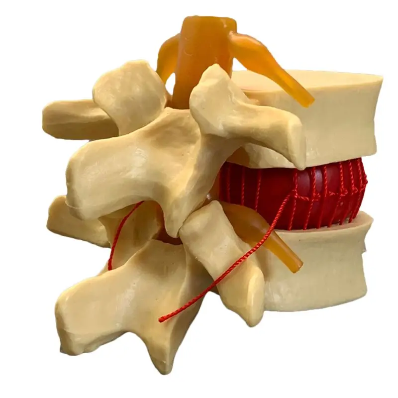 Anatomisches Demonstrationsmod – Examination Bed Medical Bewertung und Preis