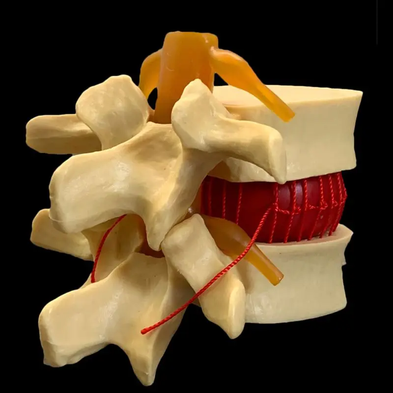 Anatomisches Demonstrationsmod – Examination Bed Medical Bewertung und Preis
