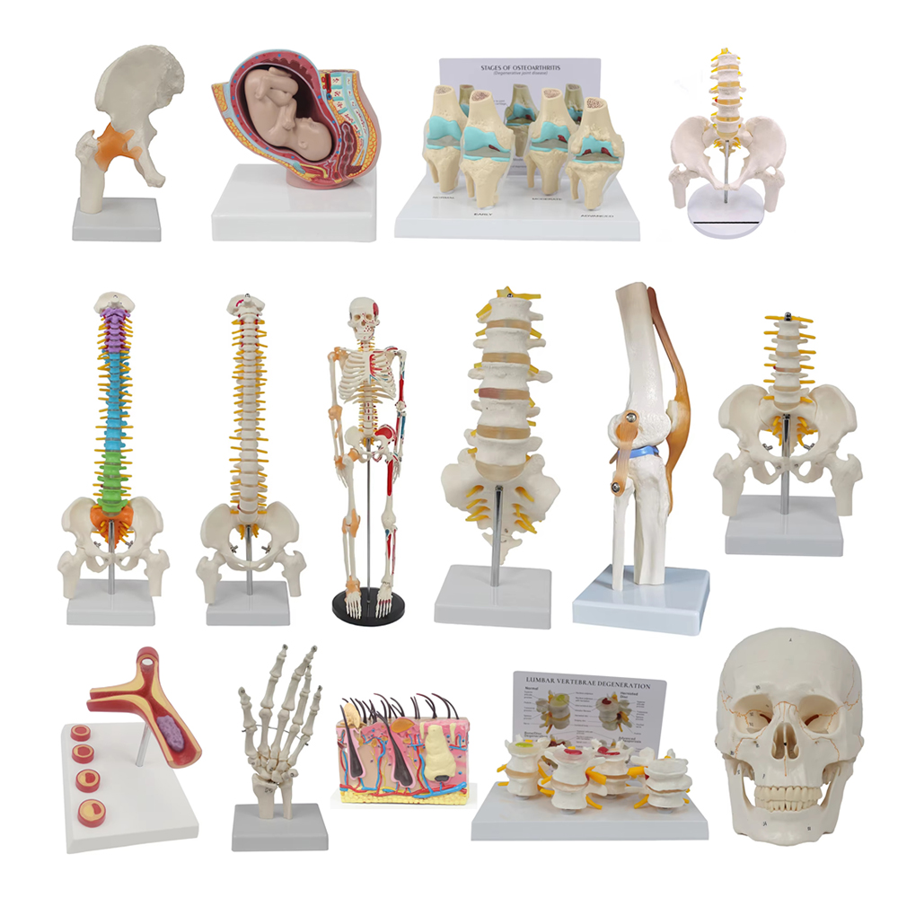 Medizinische Lehrmittel Skelet – Examination Bed Medical Bewertung und Preis
