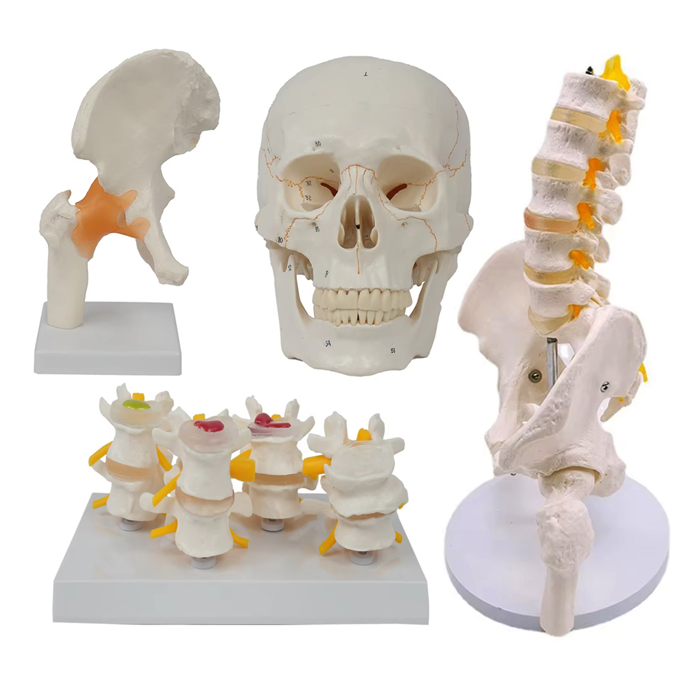 Medizinische Lehrmittel Skelet – Examination Bed Medical Bewertung und Preis